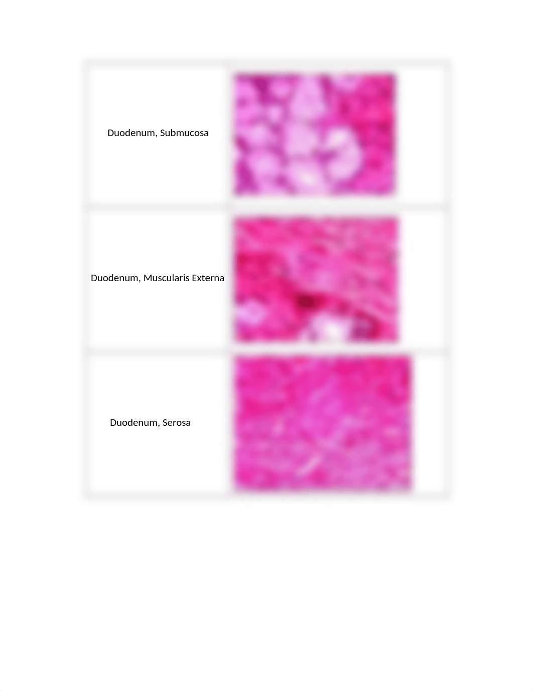 LAB 6 - DIGESTIVE SYSTEM.docx_divvubhjw8s_page2