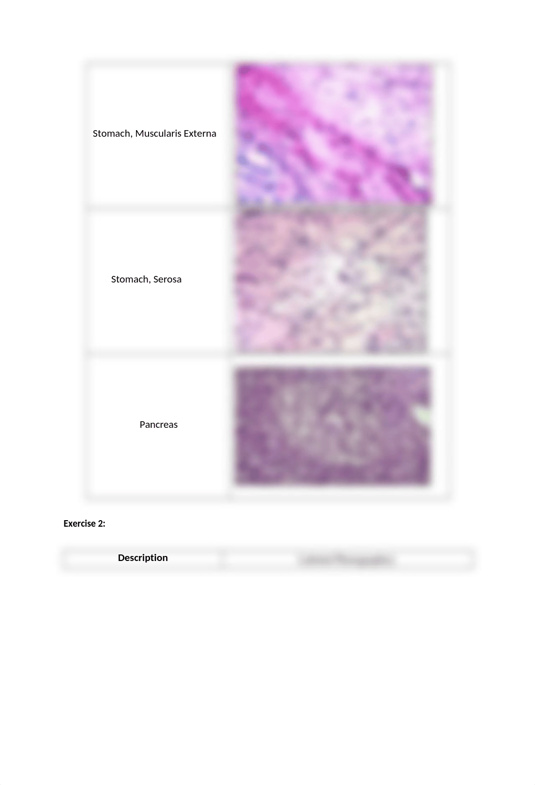 LAB 6 - DIGESTIVE SYSTEM.docx_divvubhjw8s_page4