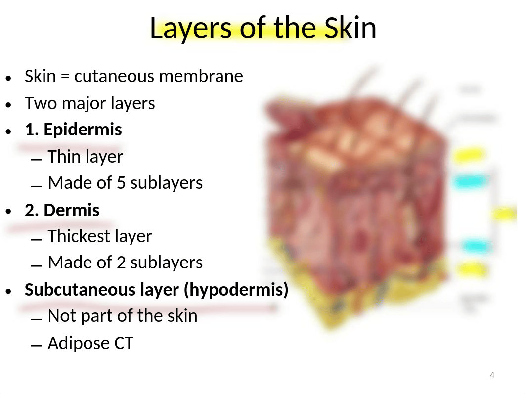 Chapter 5 Integumentary System.pptx_divzyevi56e_page4