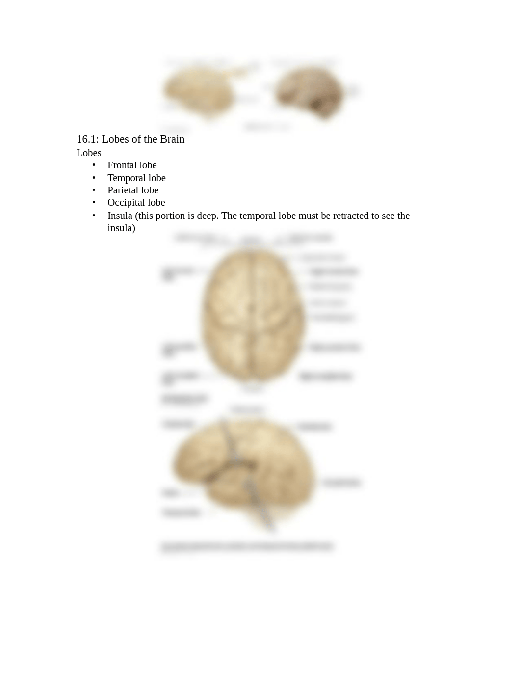 Sway - Brain & Spinal Cord - Chapter 16 (S21).docx_diw9uov42g1_page5