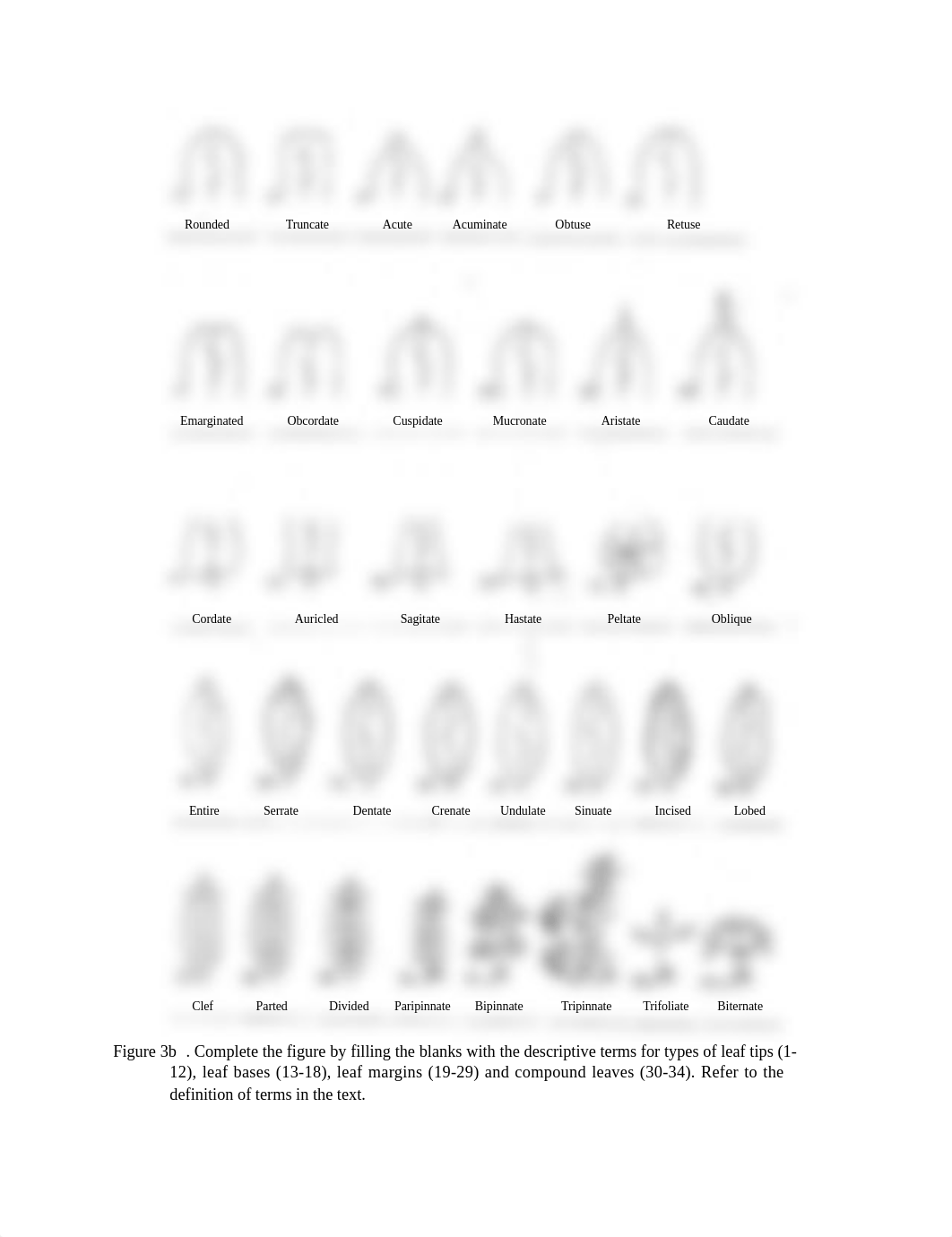 Exercise-2-Plant-Taxonomy-Angiosperm-Characterization.docx_diwkyamc4ld_page4