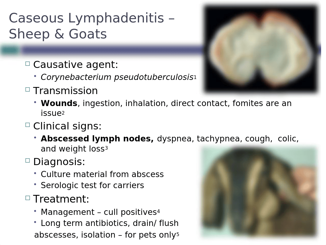 Lecture 2 - Sheep, Goats - Diseases and Preventative Health ppt.pptx_diyy8x92hgc_page3