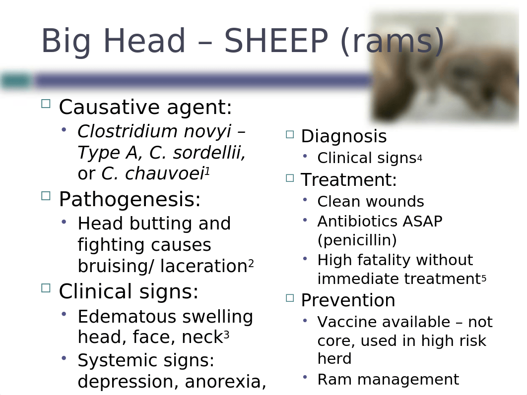 Lecture 2 - Sheep, Goats - Diseases and Preventative Health ppt.pptx_diyy8x92hgc_page4