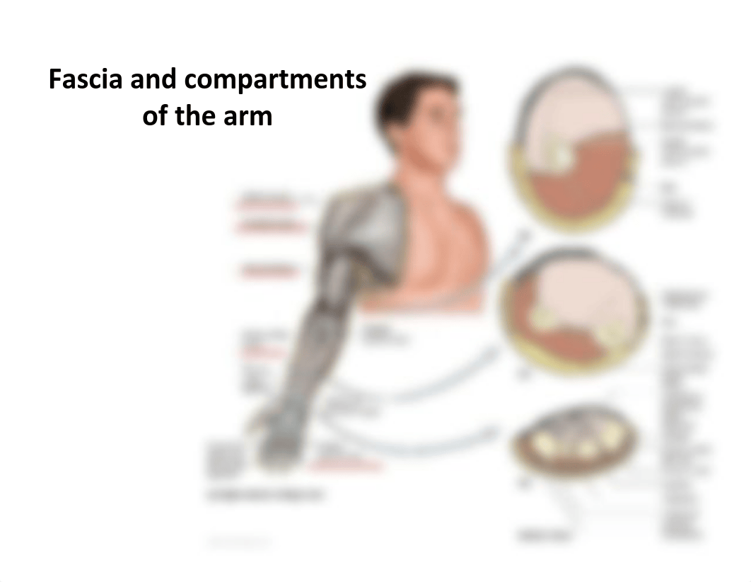 Arm and Cubital Fossa.pdf_dizrvb8rh7j_page4