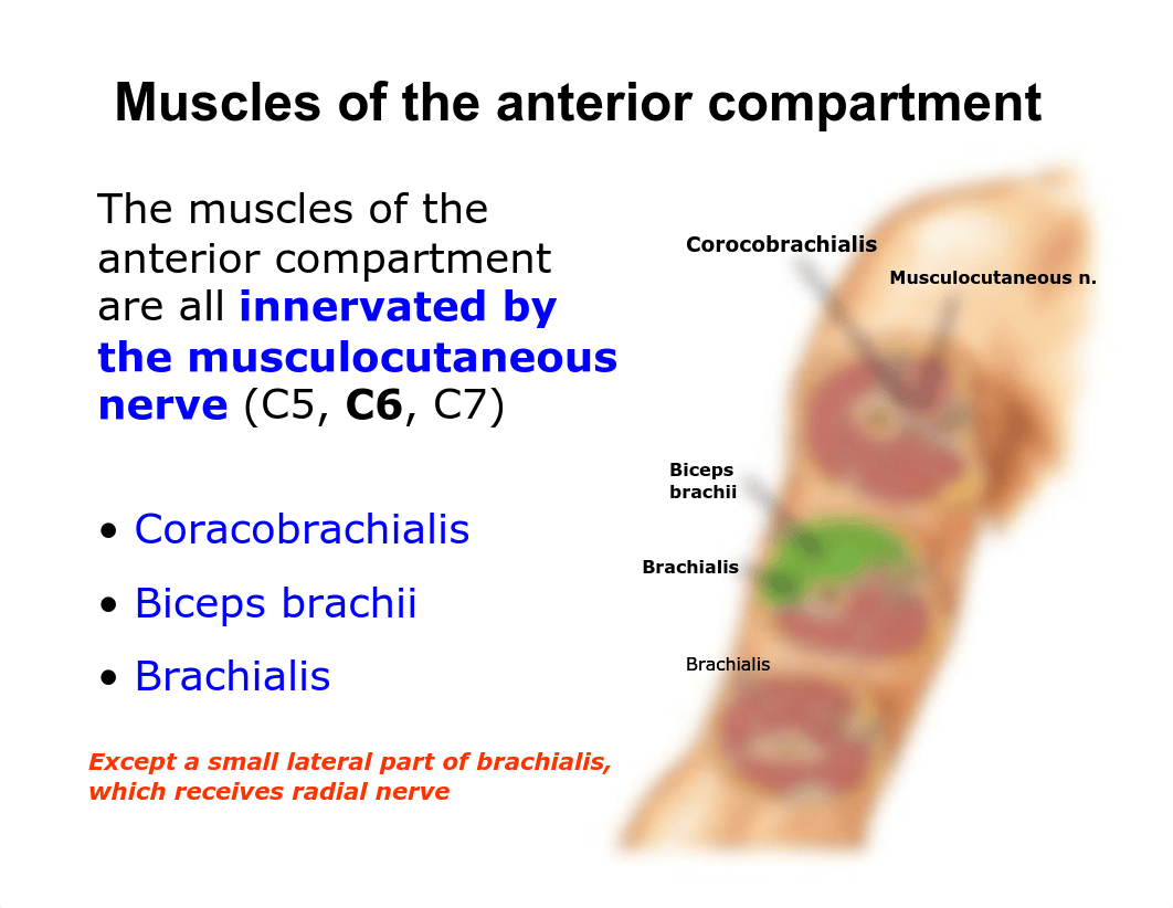 Arm and Cubital Fossa.pdf_dizrvb8rh7j_page5