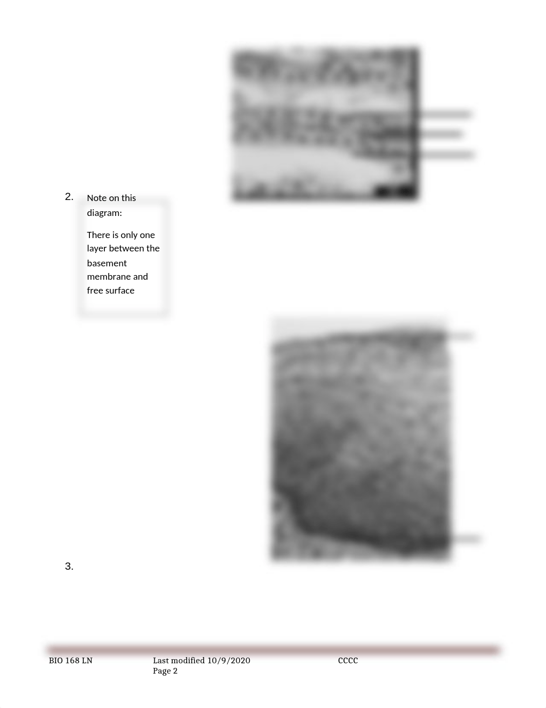 Epithelial Tissue Lab.docx_dj053dwwxlx_page2