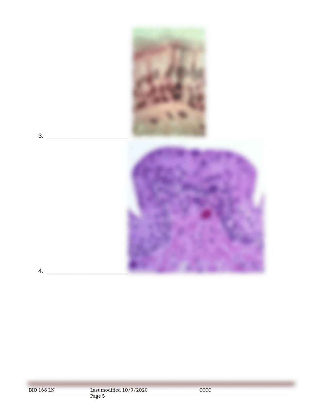 Epithelial Tissue Lab.docx_dj053dwwxlx_page5