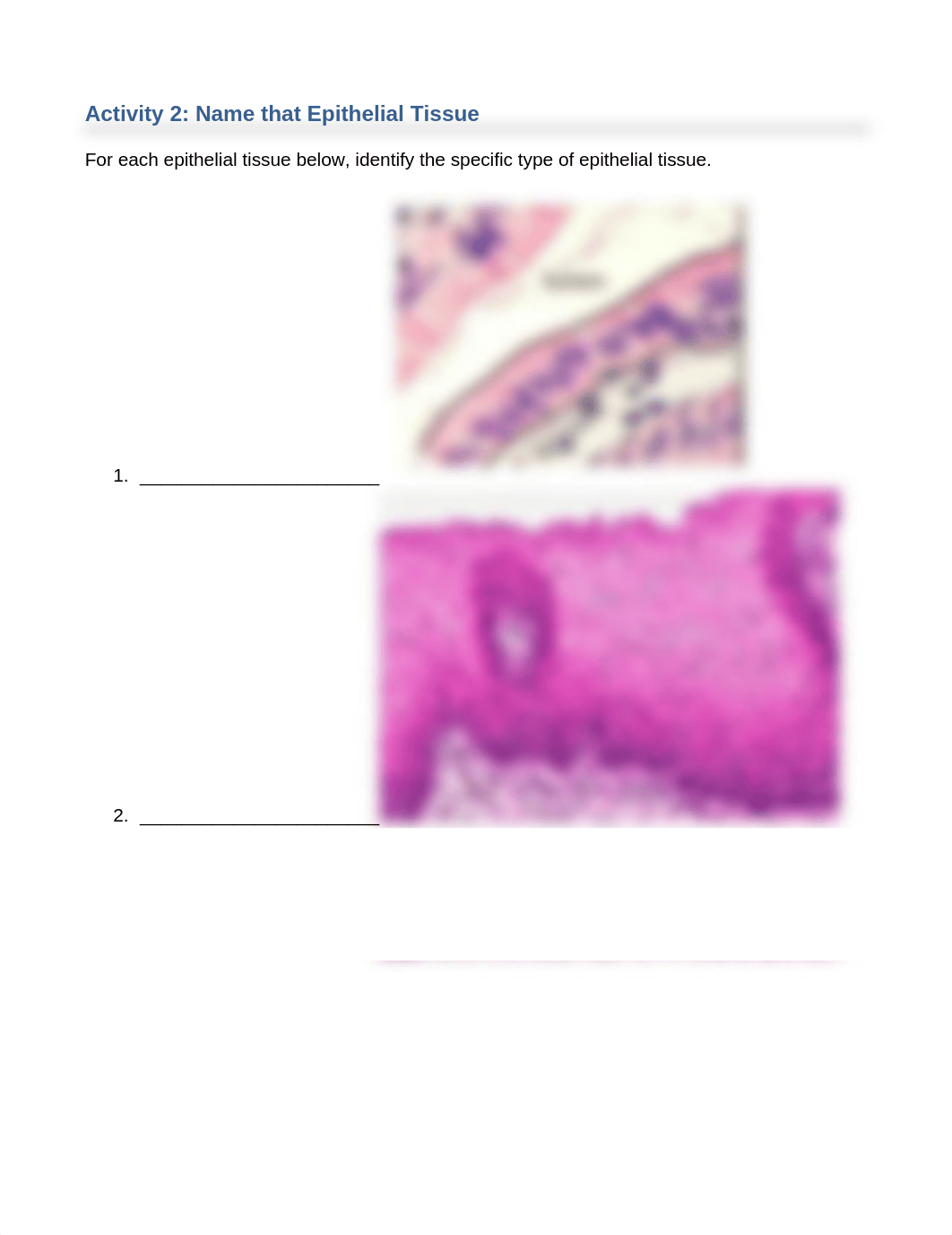 Epithelial Tissue Lab.docx_dj053dwwxlx_page4