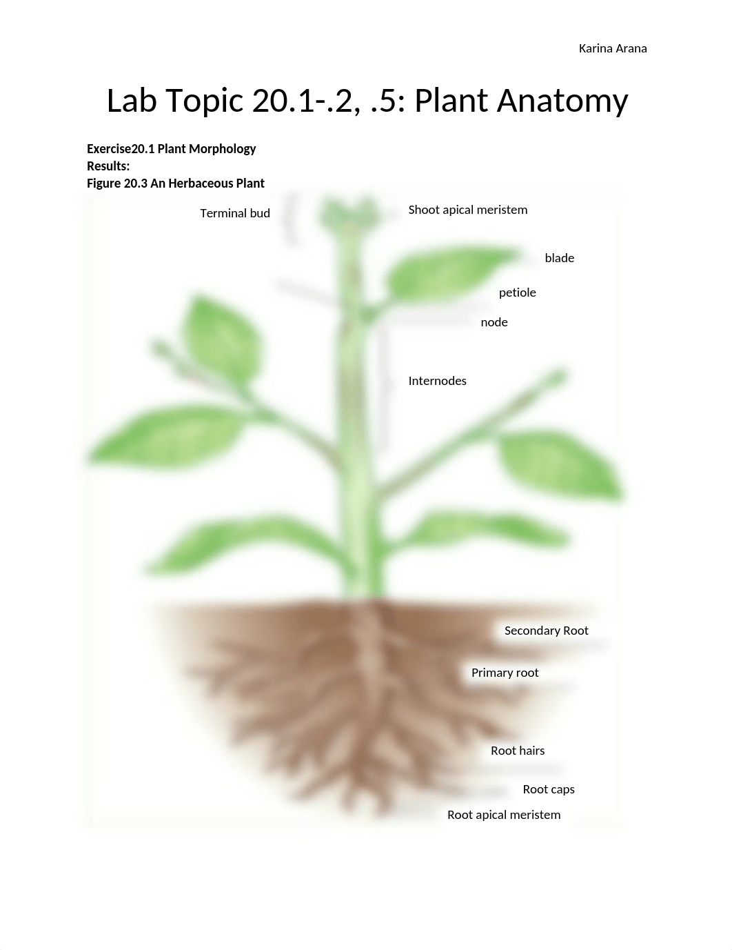 Botany Lab 20.docx_dj0gh67rac5_page1