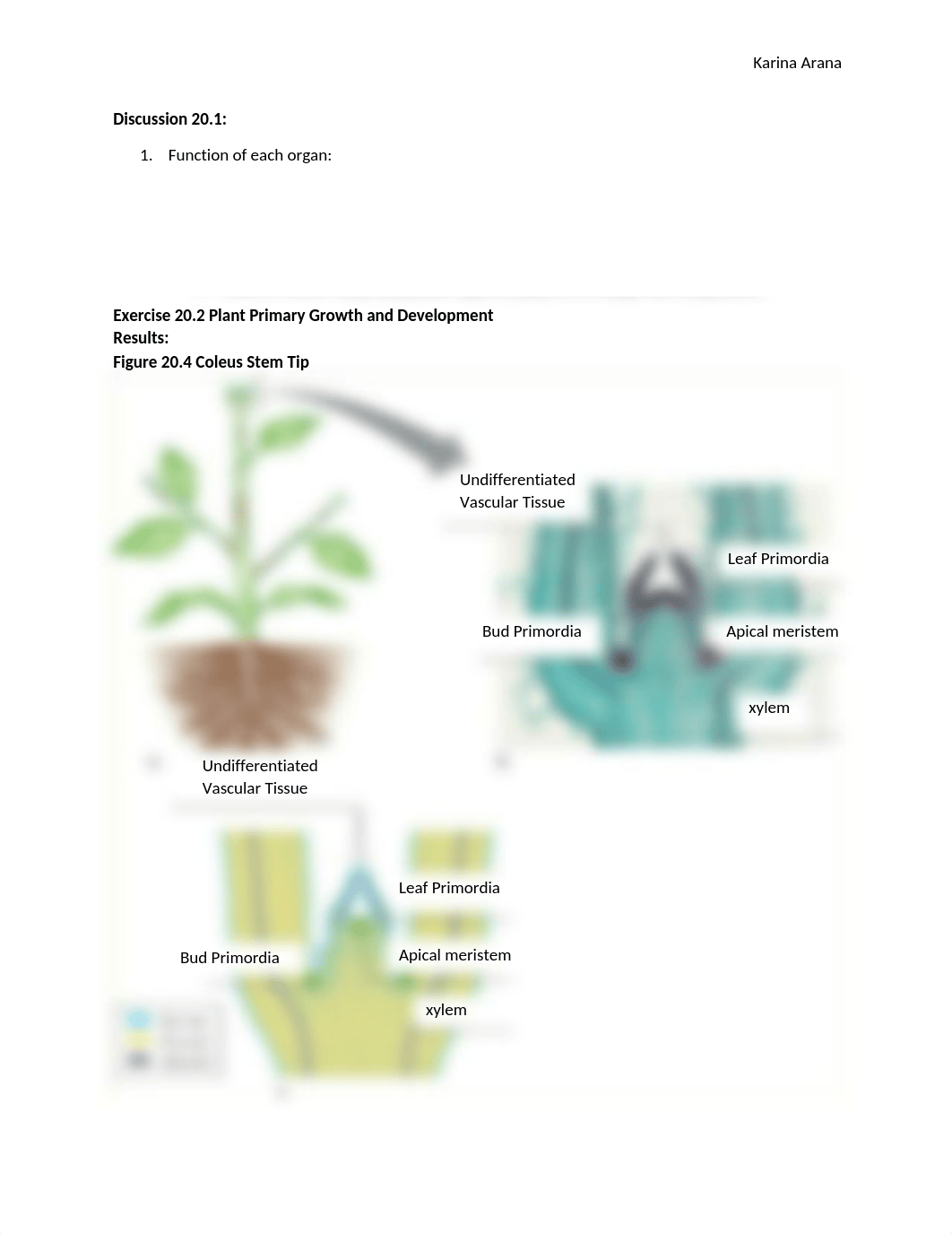 Botany Lab 20.docx_dj0gh67rac5_page2