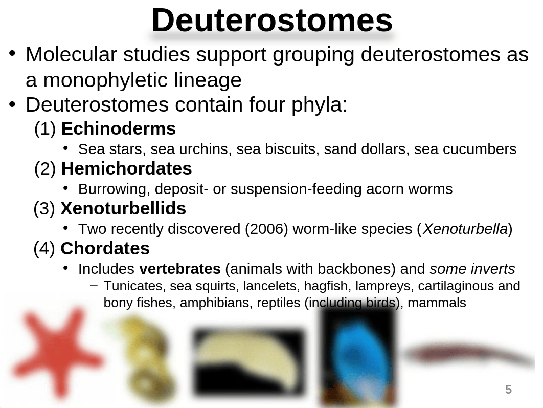 10_Deuterostome Animals Chapter 32_Student Version_dj0hbzs371t_page5