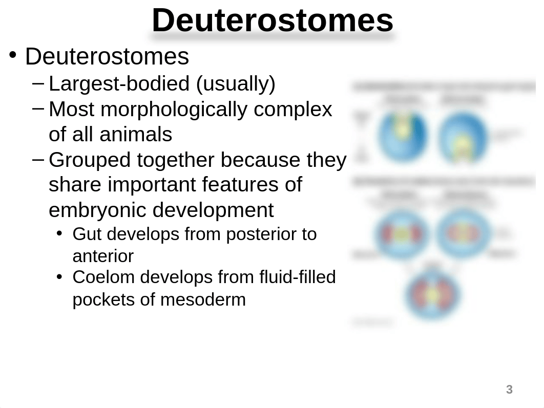 10_Deuterostome Animals Chapter 32_Student Version_dj0hbzs371t_page3