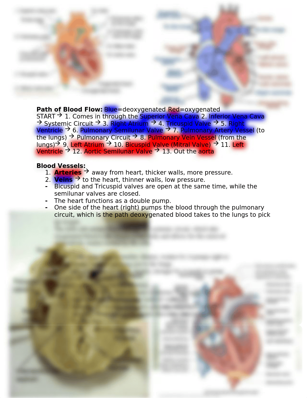 Heart Lab Quiz #3.docx_dj0prcxhfov_page1