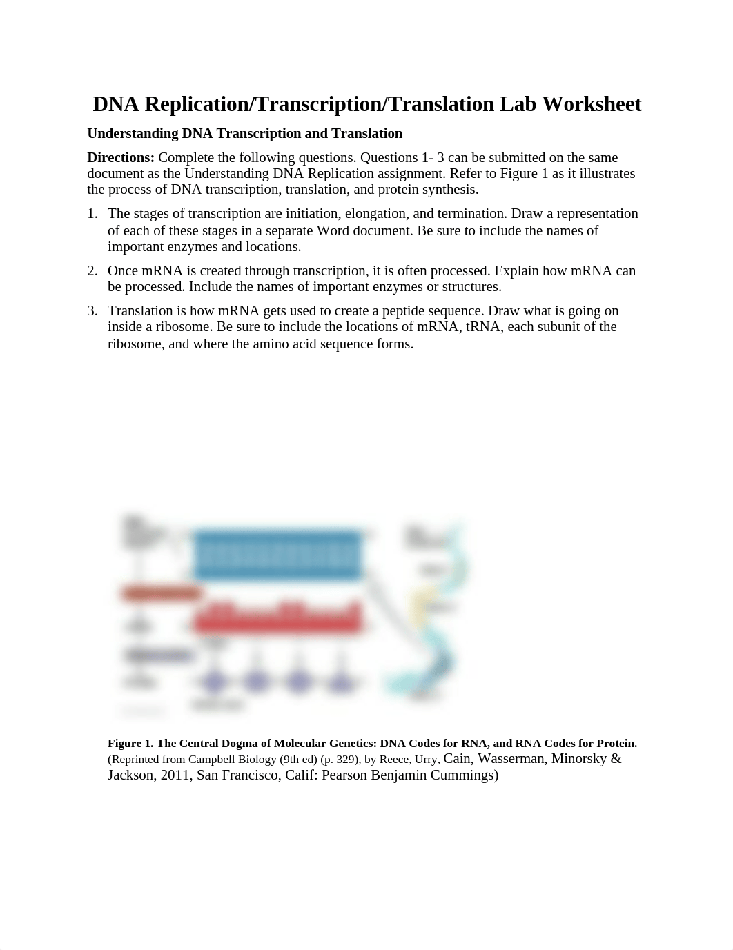 DNA- Lab Worksheet - Payton Mueller.docx_dj0tqvxvsch_page1