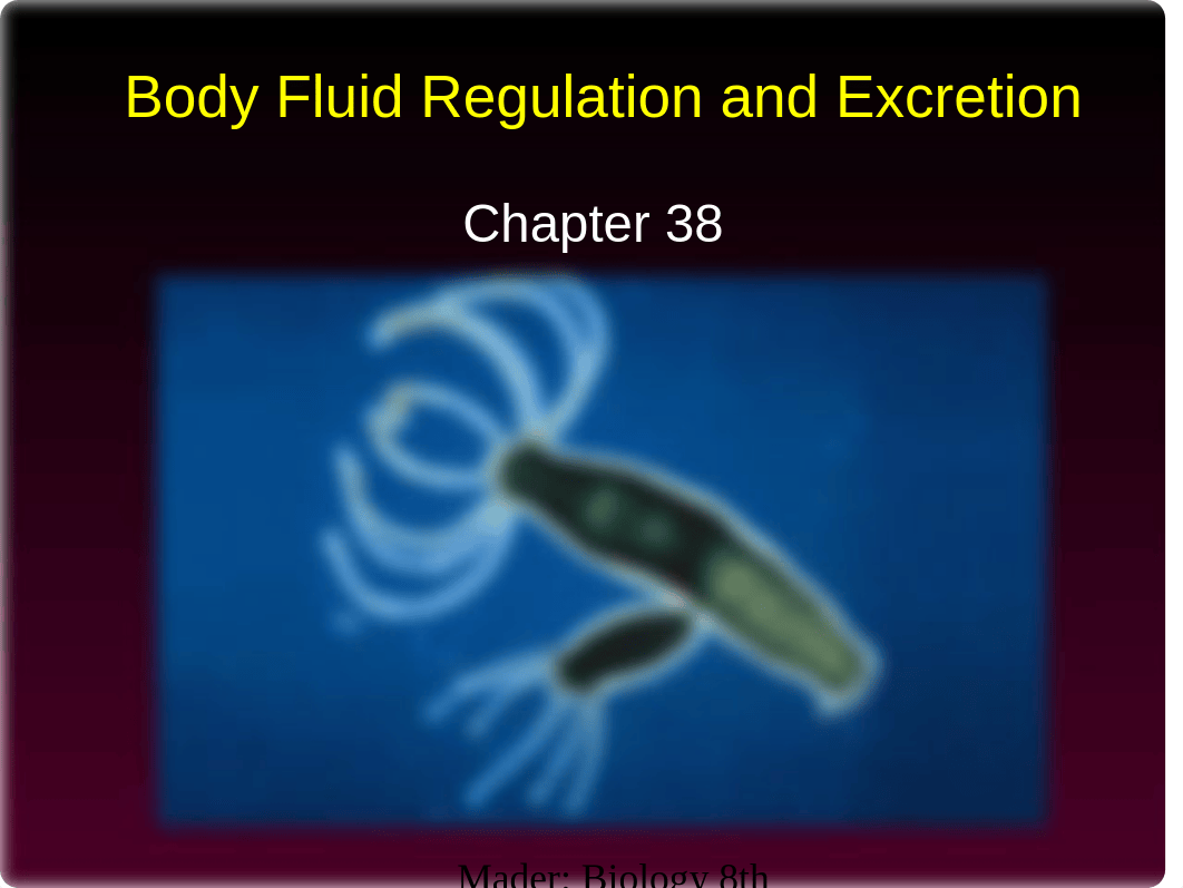 AP Ch. 38--Body Fluid Regulation & Excretion_dj0v8zst7sw_page1