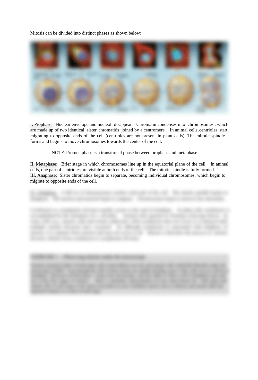 Bio3 Lab9 - Mitosis and Meiosis-6e.pdf_dj0woqy7txt_page2