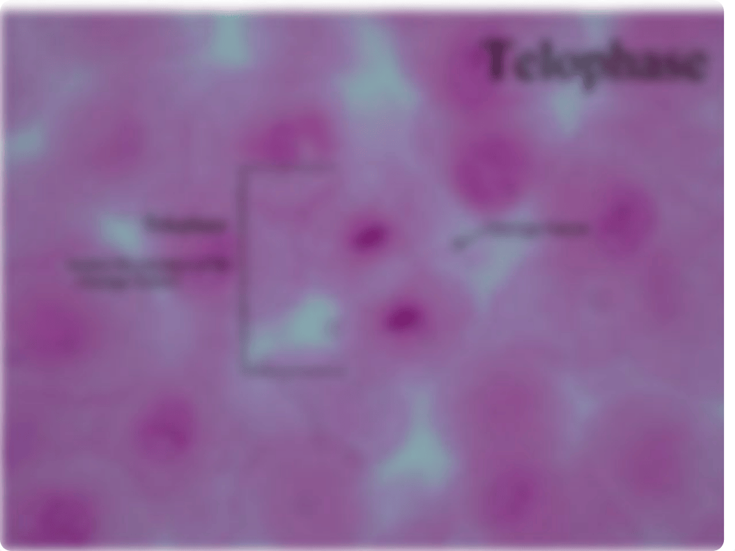 Bio103 Labs6.8.9-2.pdf_dj107nvxe3w_page5