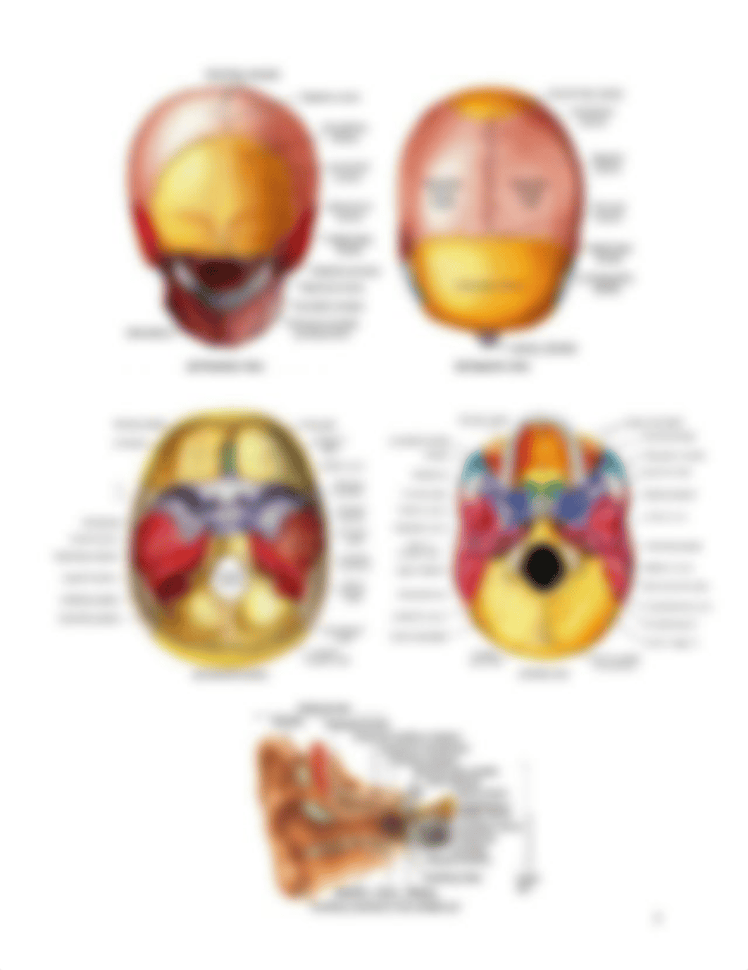 Lab 5- Axial-Skeletal System Supplement_dj1fhmvlcva_page3