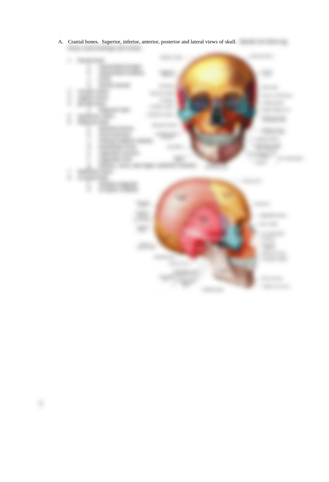 Lab 5- Axial-Skeletal System Supplement_dj1fhmvlcva_page2