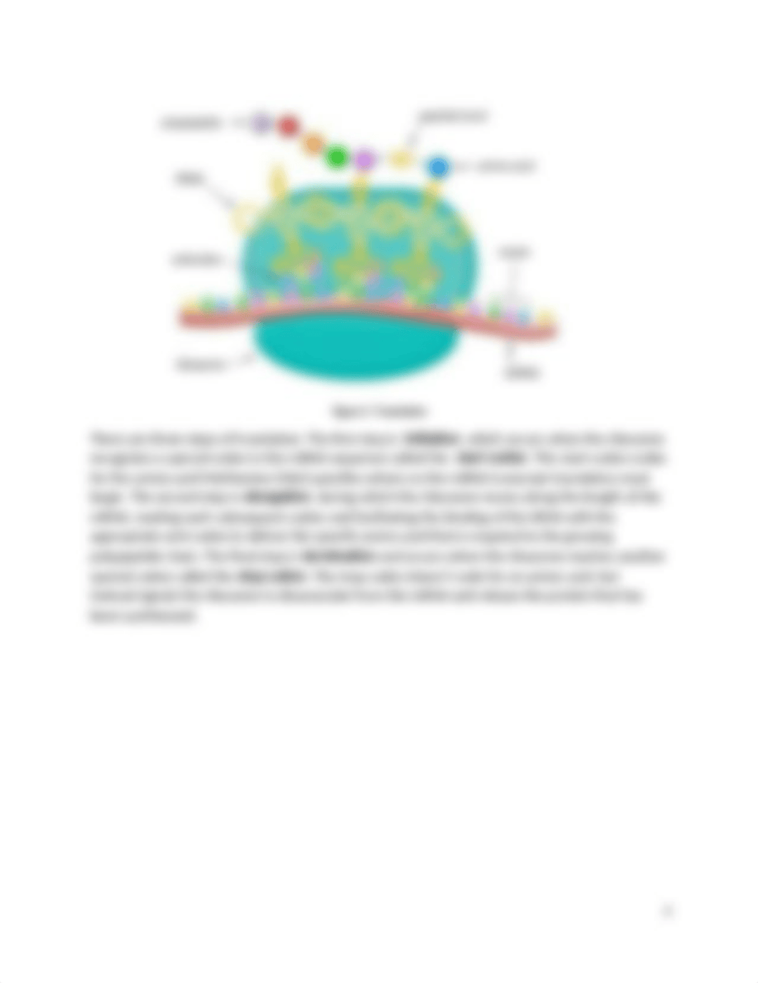 Lab7_Replication_Transcription_Translation_Mutations.docx_dj1hzunpw6e_page3