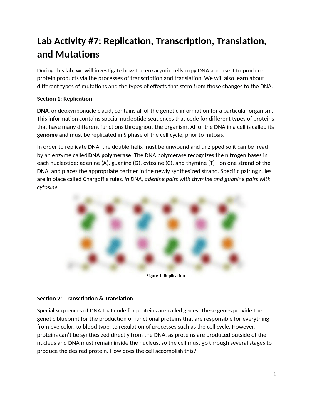 Lab7_Replication_Transcription_Translation_Mutations.docx_dj1hzunpw6e_page1