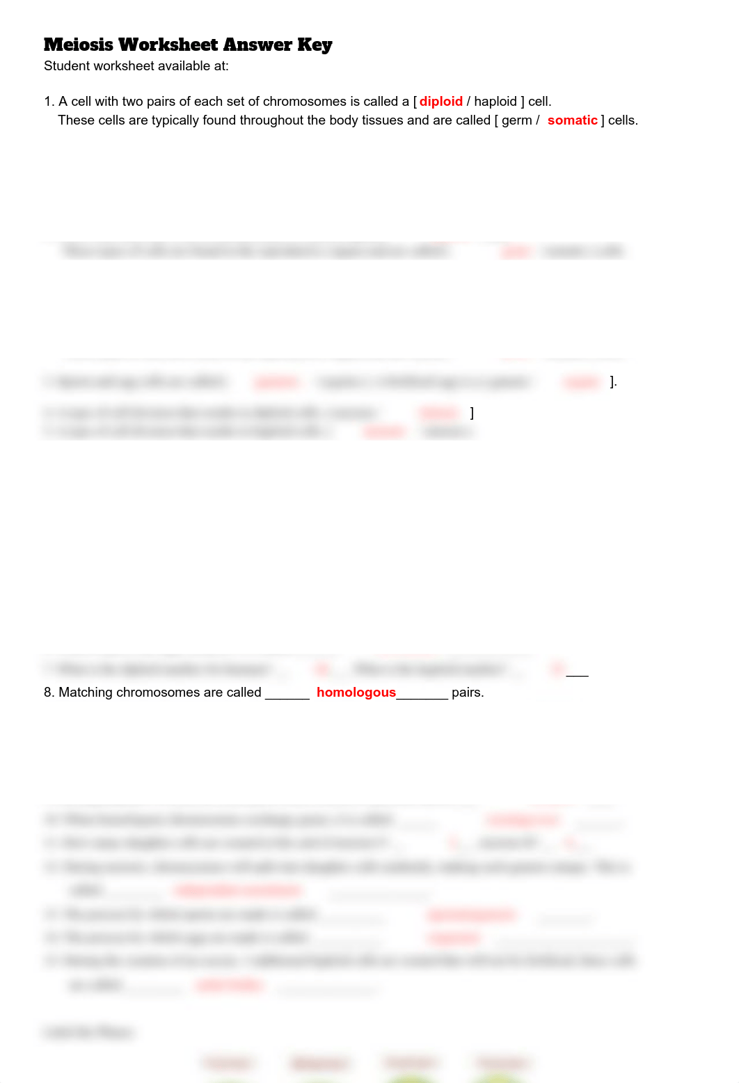 MeiosisWorksheetKey-1 (2).pdf_dj1nn4wx19b_page1