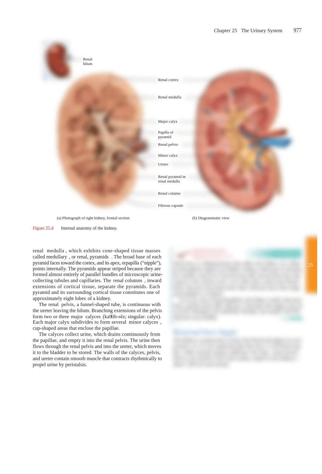 Test 4 study guide.pdf_dj1orml56yc_page2