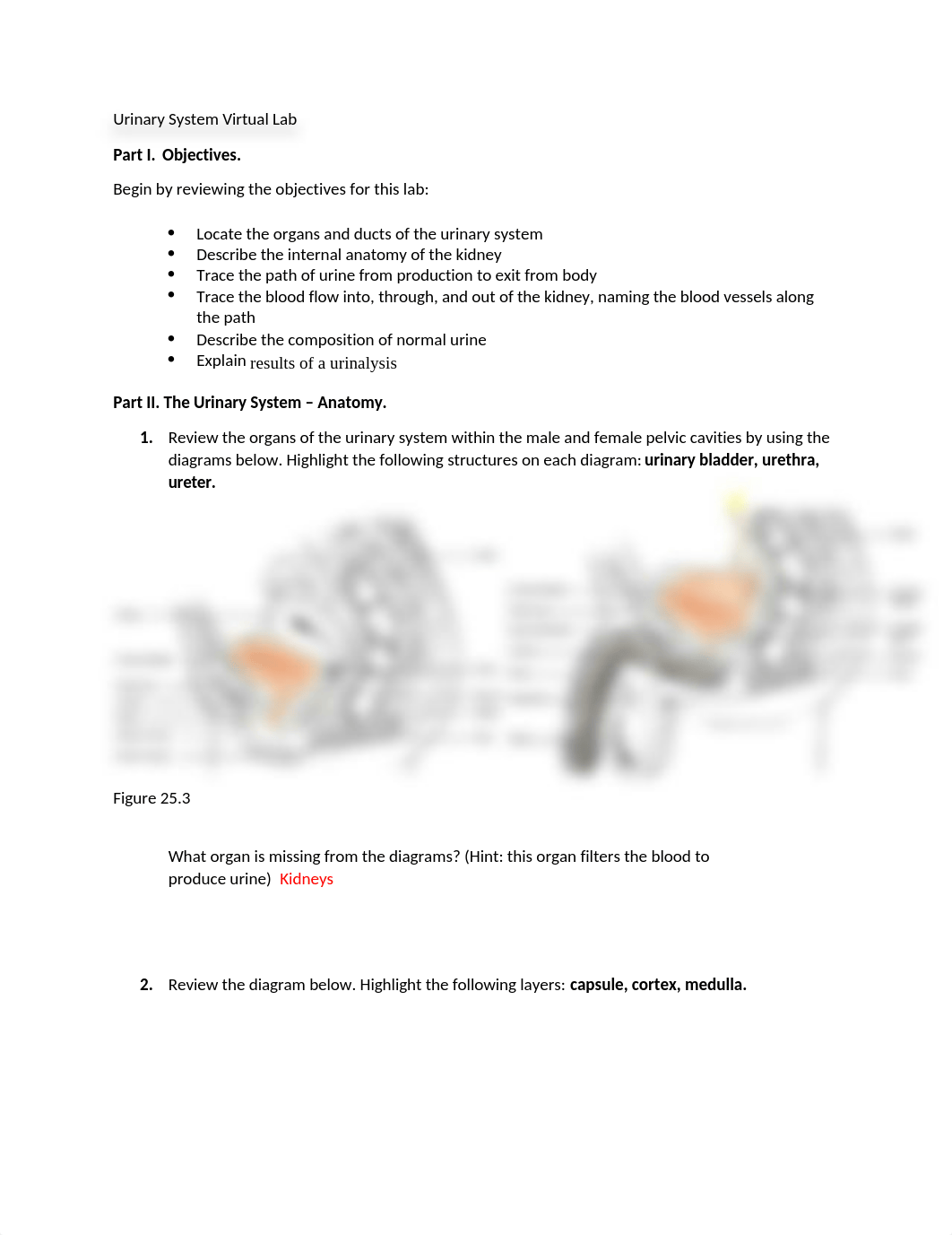 Virtual Lab Activity CM.docx_dj1p4arojr2_page1