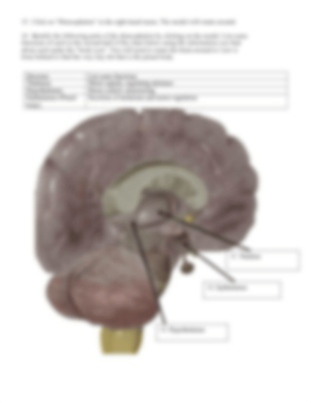 BIO 210 Lab 8 The Brain Completed.docx_dj2dp5aawoi_page4