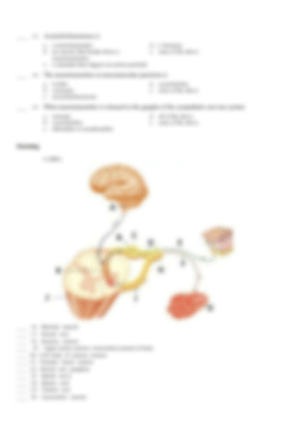 Reflex Arc and Neurotransmitter Practice_q_dj30e7ehbhw_page2