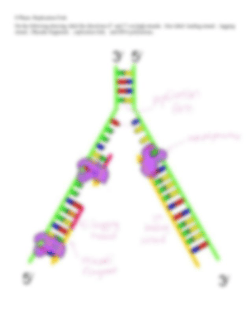 DNA_Replication_Practice_Worksheet.pdf_dj33y6embmr_page2