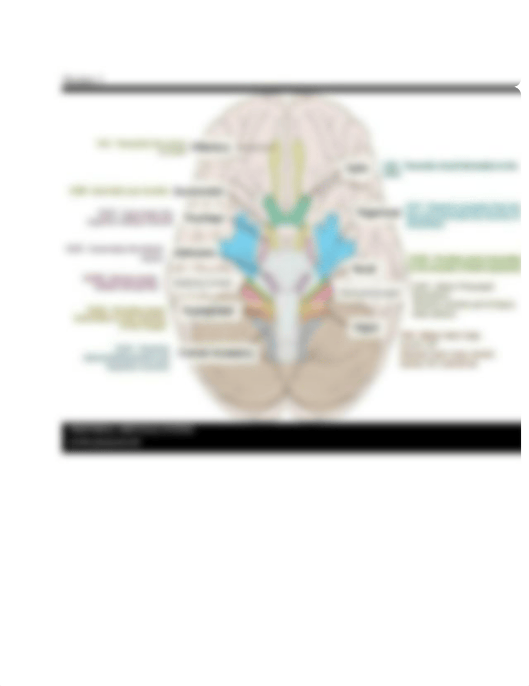 neuro module 1-4 study guide.docx_dj3y2af86b7_page3