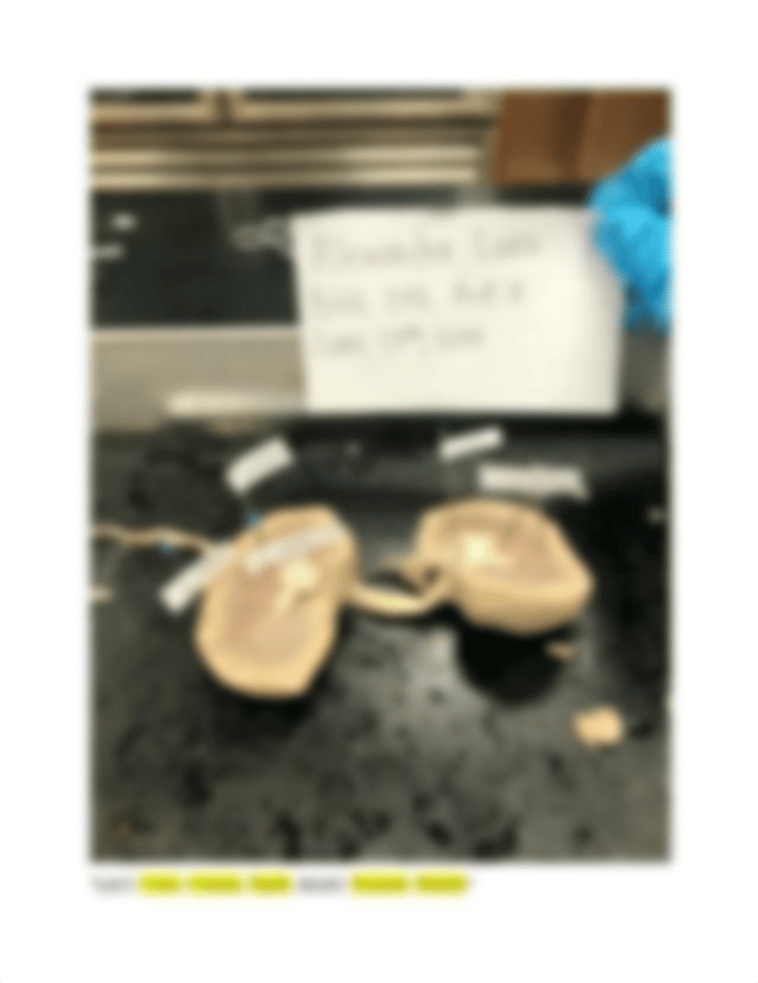 Lab 25 Kidney Dissection.docx_dj3zd67ac3y_page3