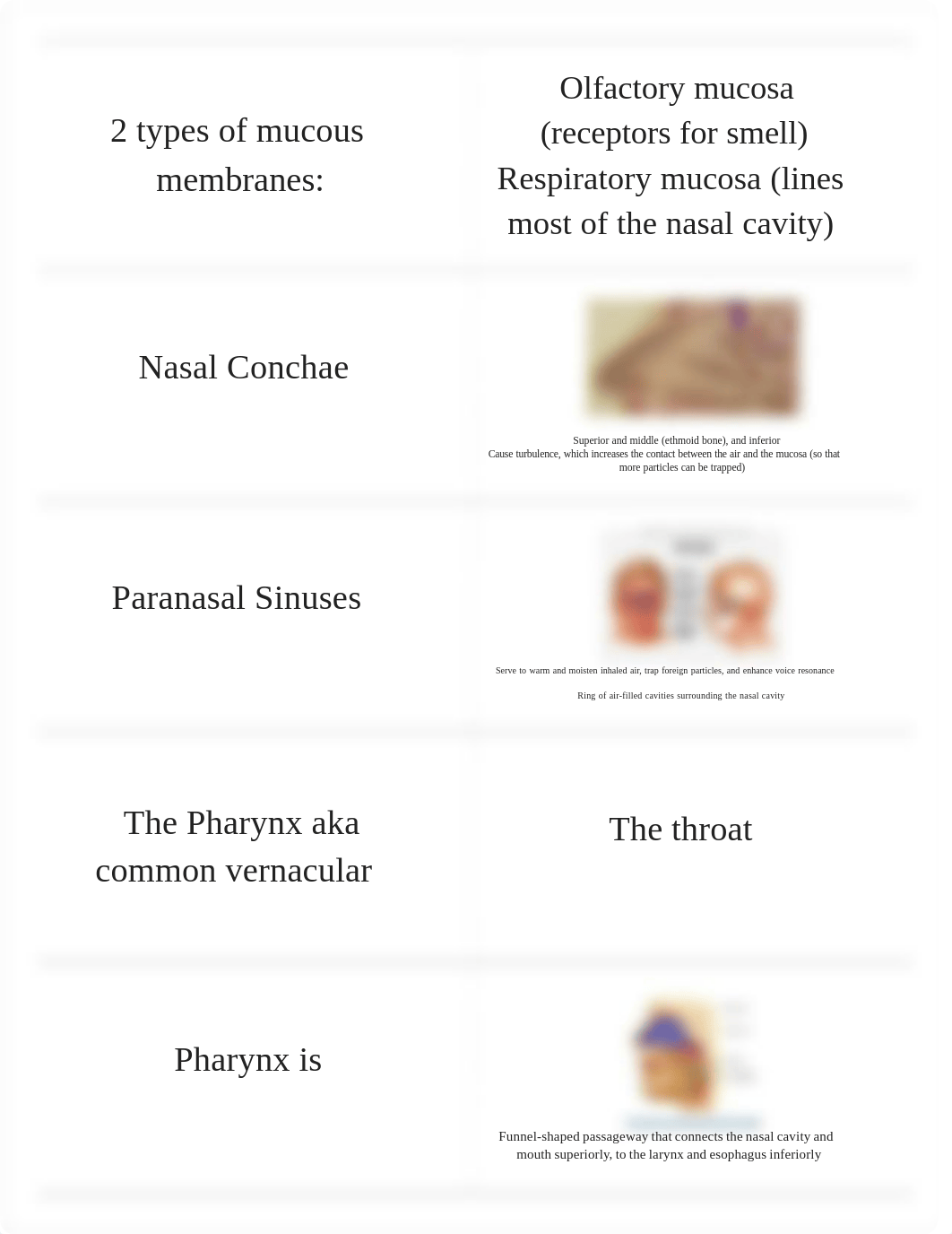 Anatomy 231 Lec Exam 3 RIC Baum_dj4heuuj9vo_page4