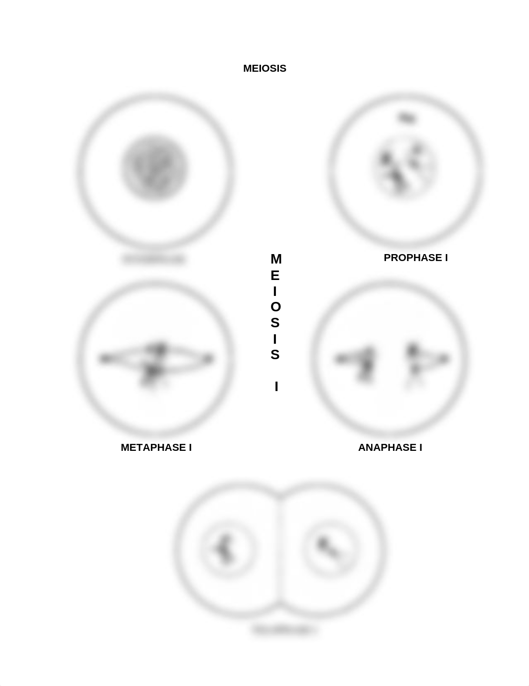 meiosis-pg1_dj4jxn60bnl_page1