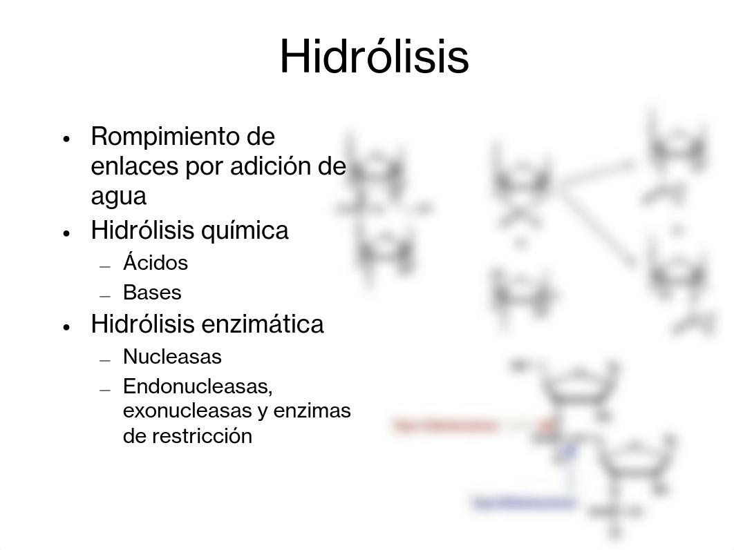 2 Propiedades de los acidos nucleicos(1).pdf_dj4vsykyvr5_page4