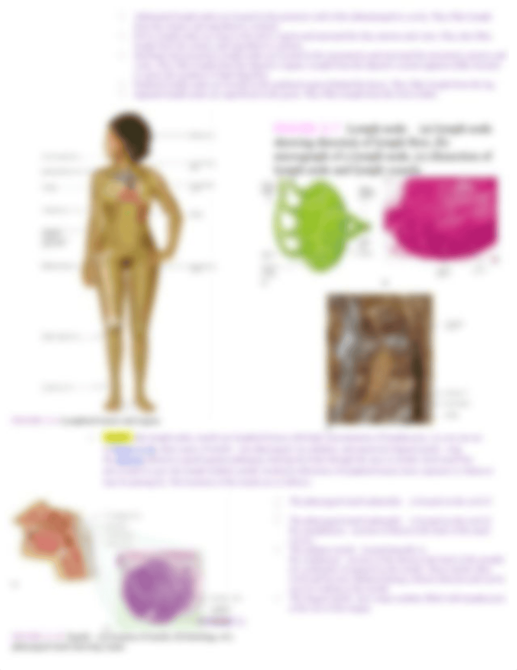 AH120 CH11 Lymphatic System Exam Review.docx_dj580zbejpk_page2