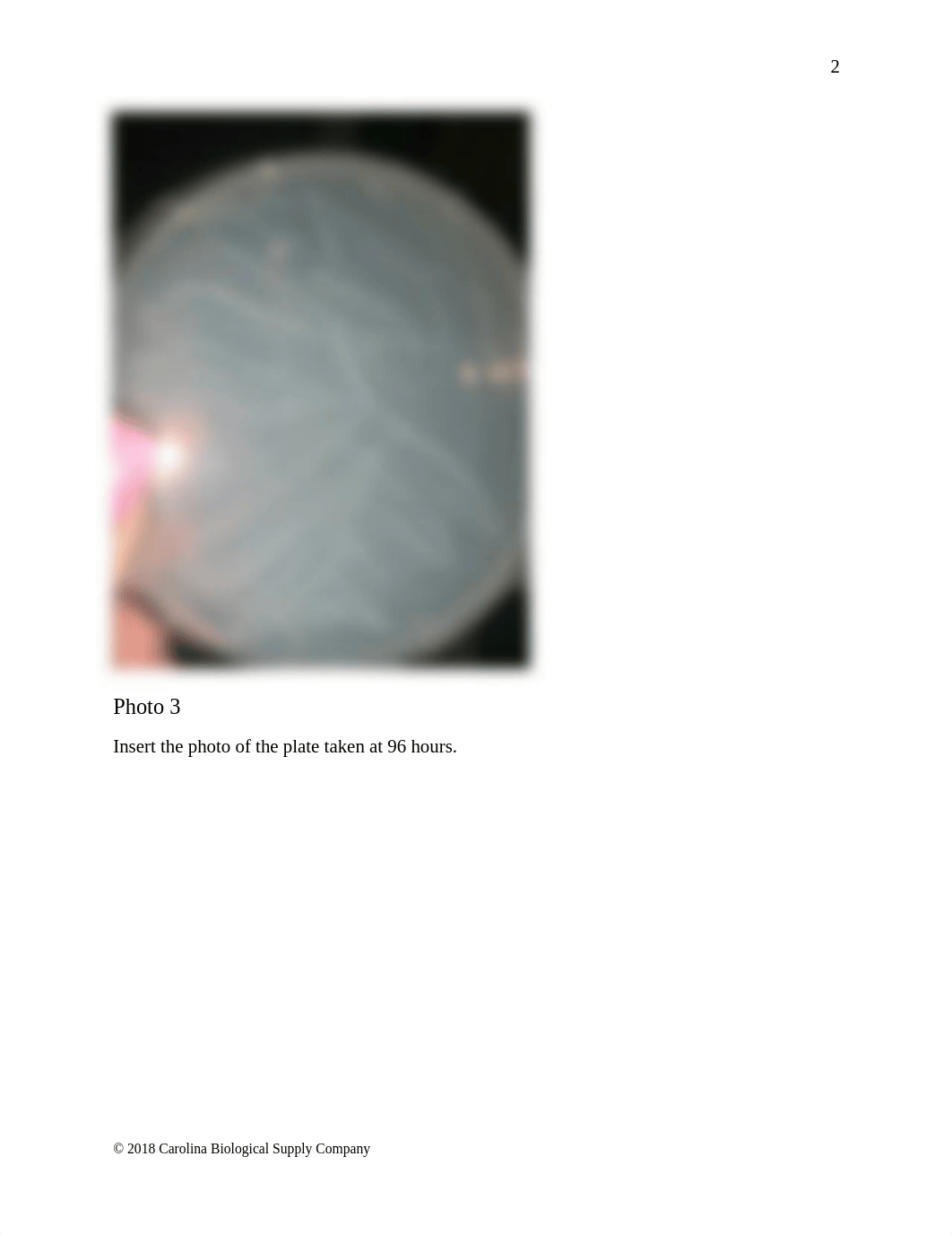 Isolation Streak Plate Lab REPORT.docx_dj5b3d1rxhf_page3