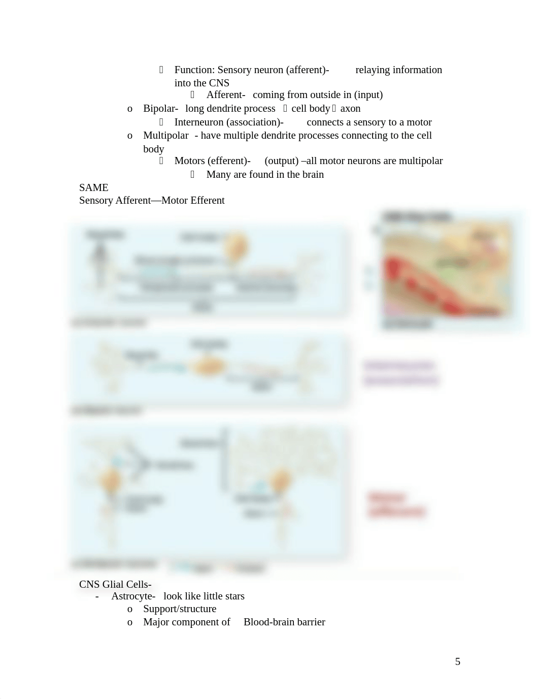 Anatomy Exam 3 Study Guide_dj5lis1l1bx_page5