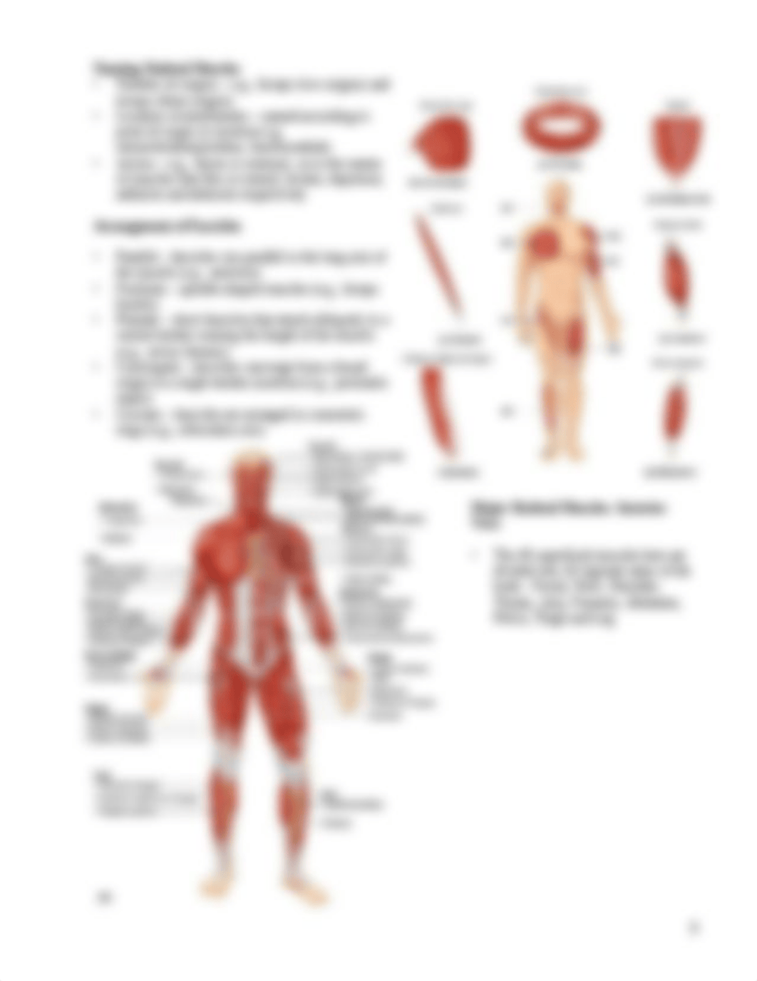 BIO_2113__Lab_4_Muscular_System_notes_dj6xjbnvvg9_page3