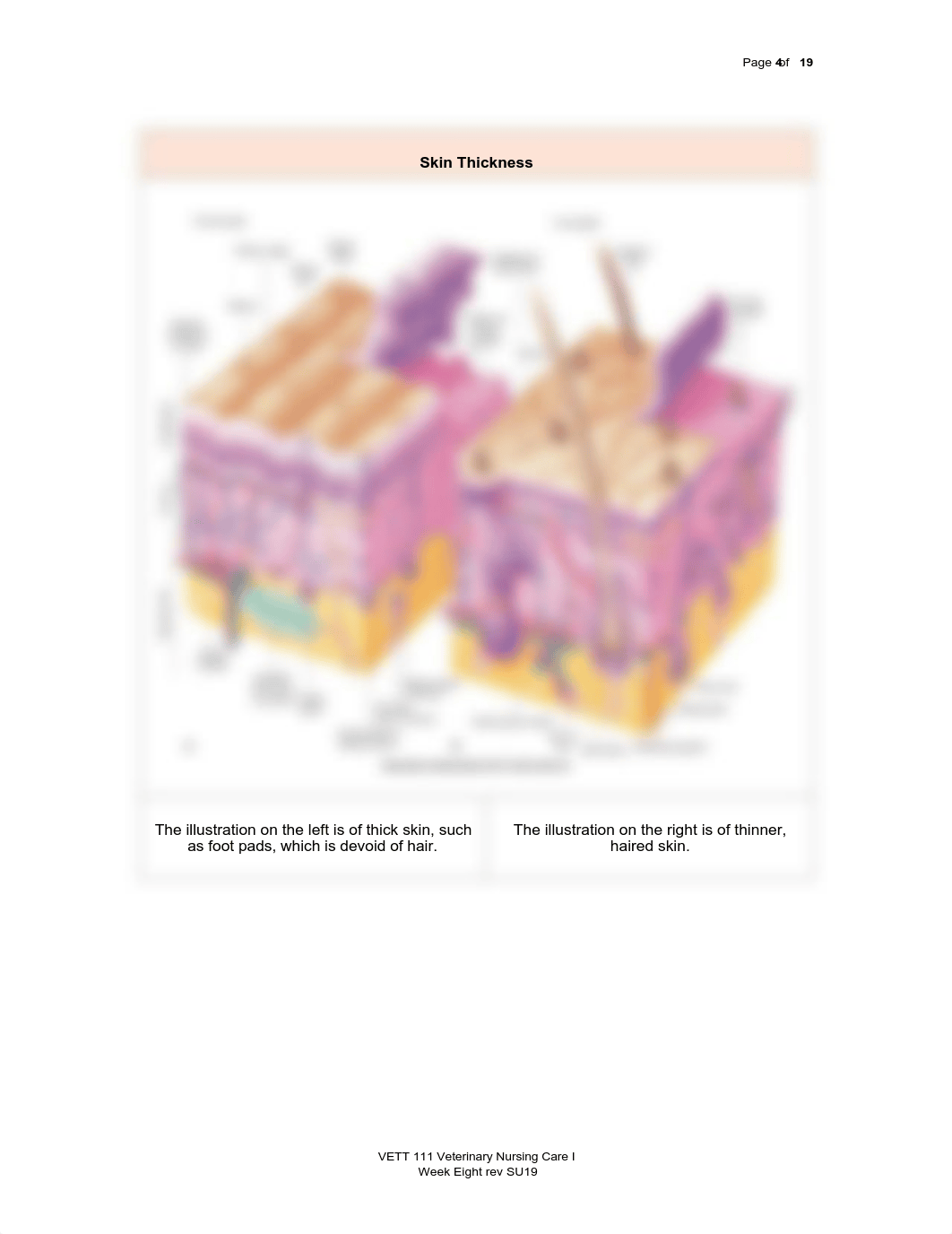 8 VETT 111 Skin Wounds rev1 SU21 Wk EIGHT w:answers .pdf_dj73g1e6xmr_page4