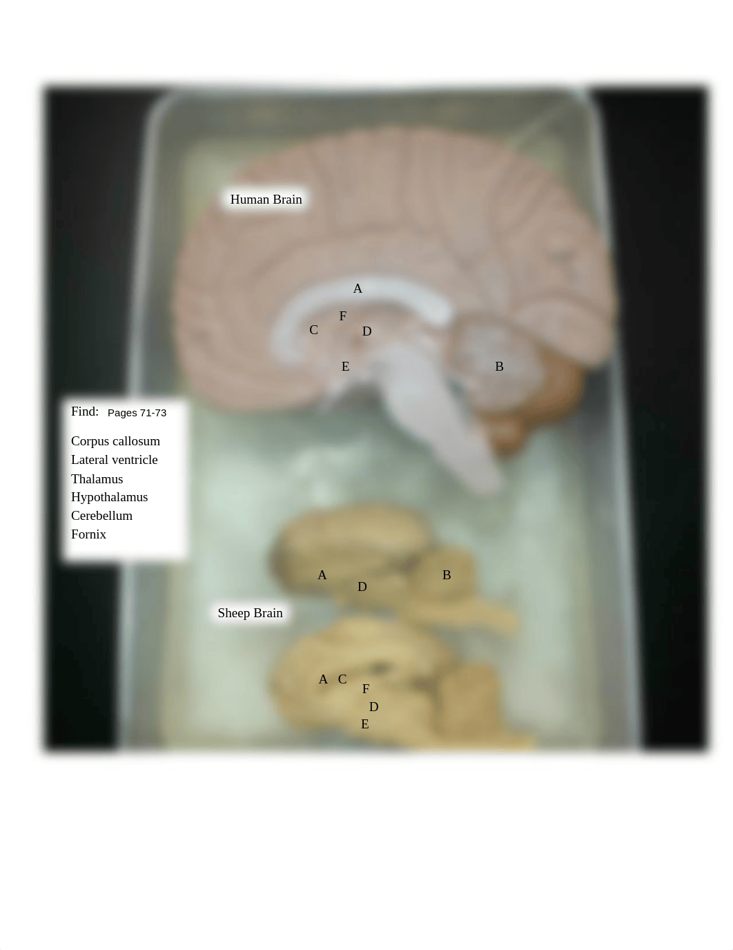 Brain and sheep brain (1).pdf_dj7g46fz0ml_page4