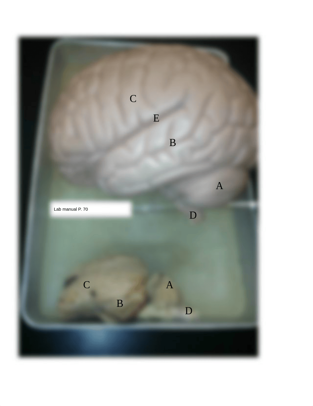 Brain and sheep brain (1).pdf_dj7g46fz0ml_page2