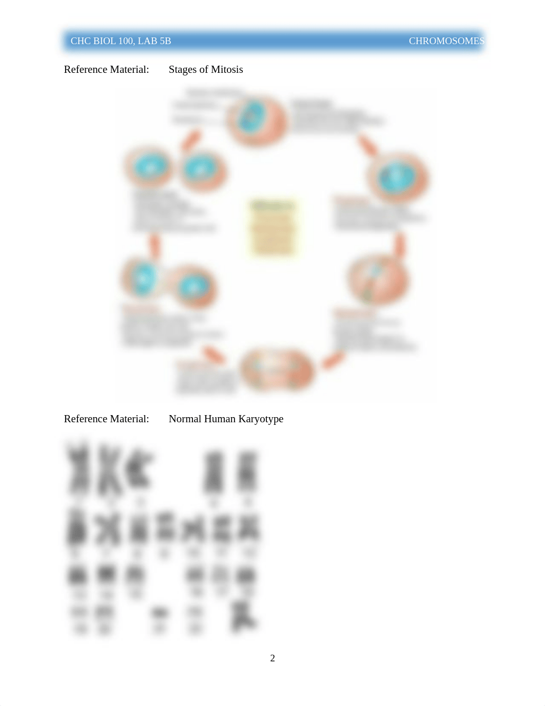 06 100 Lab S19 Mitosis.pdf_dj7wphty0hf_page2