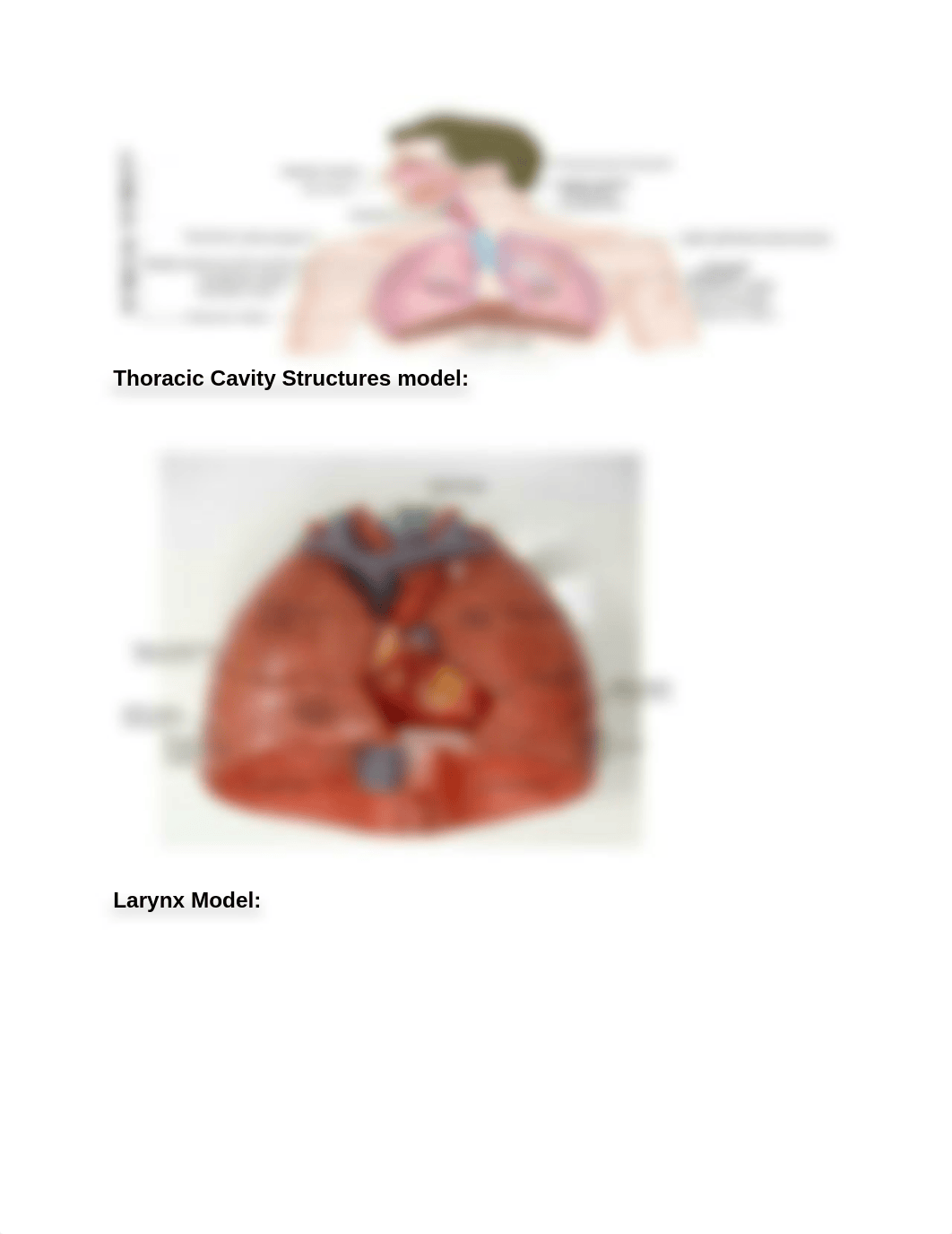 Respiratory System.docx_dj818krnmjf_page2