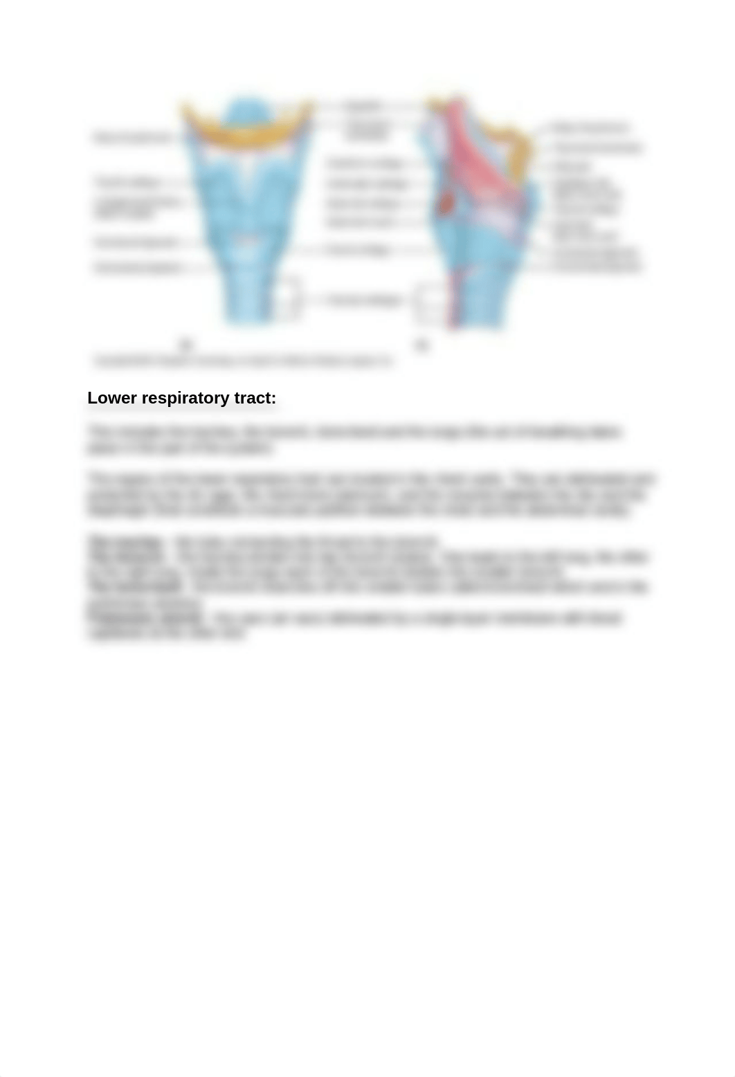 Respiratory System.docx_dj818krnmjf_page3