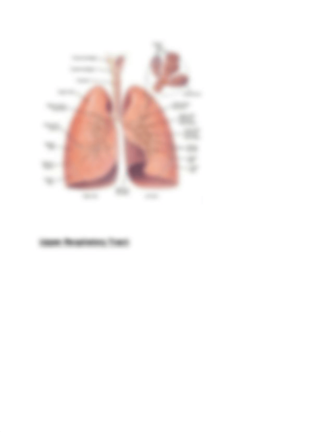 Respiratory System.docx_dj818krnmjf_page4