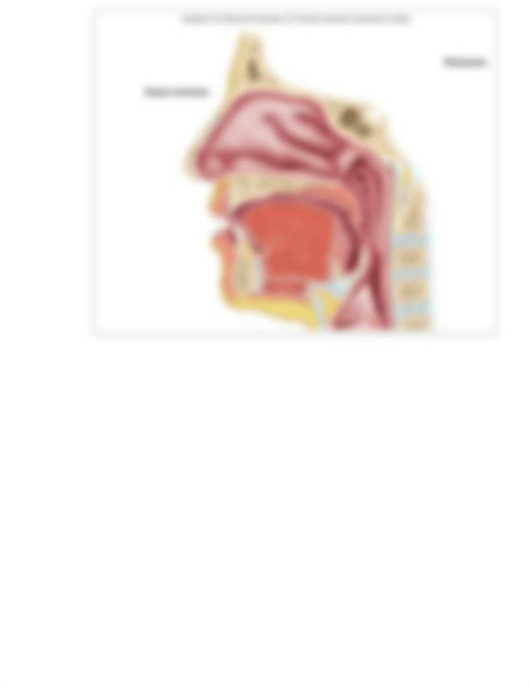 Respiratory Anatomy Worksheet_dj87g331lht_page3