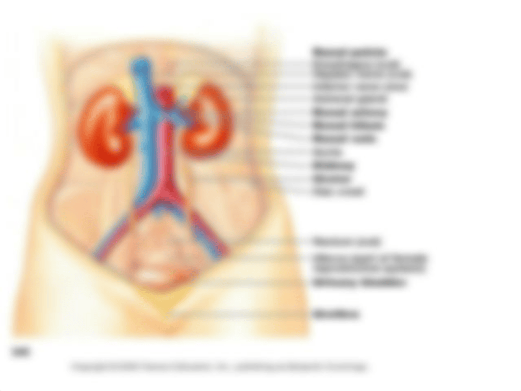 Chapter 43 Anatomy of the Urinary System_dj8r8rv5cl1_page3