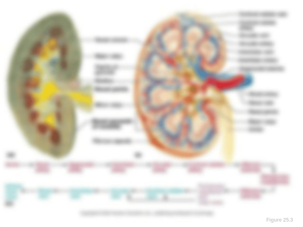 Chapter 43 Anatomy of the Urinary System_dj8r8rv5cl1_page5